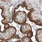 Immunohistochemical staining of human placenta using Anti-LRRC45 antibody HPA023382.