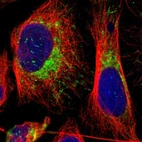 Immunofluorescent staining of human cell line U-2 OS shows localization to mitochondria.