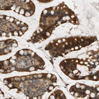 Immunohistochemical staining of human small intestine shows strong cytoplasmic positivity in glandular cells.