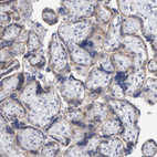 Anti-USP43 Antibody