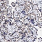 Anti-USP43 Antibody