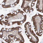Immunohistochemical staining of human small intestine shows strong cytoplasmic positivity in glandular cells.
