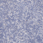 Immunohistochemical staining of human lymph node shows no positivity in non-germinal center cells as expected.