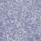 Immunohistochemical staining of human lymph node shows no positivity in non-germinal center cells as expected.