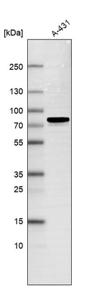 Western blot analysis in human cell line A-431.