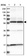 Anti-PPP3CC Antibody