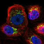 Immunofluorescent staining of human cell line A-431 shows localization to the Golgi apparatus.