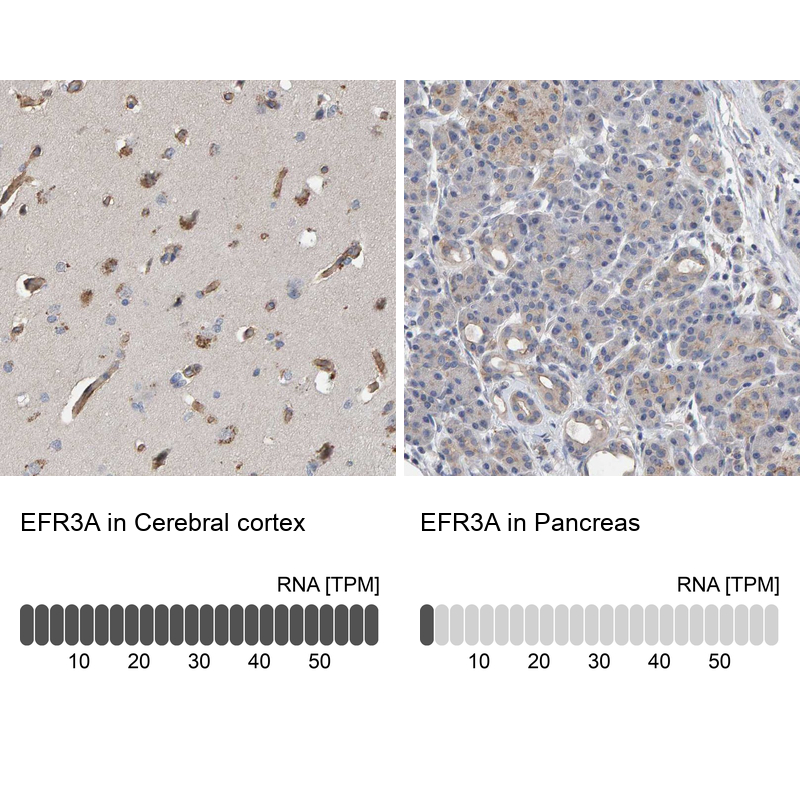 Anti-EFR3A Antibody