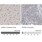 Anti-EFR3A Antibody