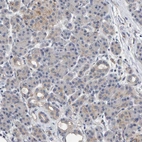 Immunohistochemical staining of human pancreas shows low expression as expected.
