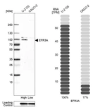 Western blot analysis in human cell lines U2OS and Caco-2 using Anti-EFR3A antibody. Corresponding EFR3A RNA-seq data are presented for the same cell lines. Loading control: Anti-GAPDH.