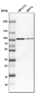 Western blot analysis in mouse cell line NIH-3T3 and rat cell line NBT-II.