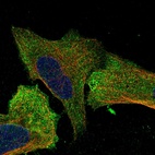 Immunofluorescent staining of human cell line U-2 OS shows localization to plasma membrane & cytosol.