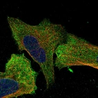Immunofluorescent staining of human cell line U-2 OS shows localization to plasma membrane & cytosol.