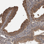 Anti-TRIM5 Antibody