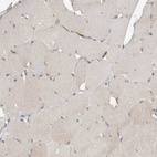 Immunohistochemical staining of human skeletal muscle shows very weak positivity in myocytes.