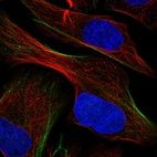 Immunofluorescent staining of human cell line U-2 OS shows localization to actin filaments.