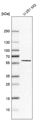 Western blot analysis in human cell line U-251 MG.