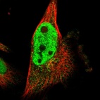Immunofluorescent staining of human cell line U-251 MG shows localization to nucleoplasm & the Golgi apparatus.