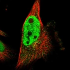 Immunofluorescent staining of human cell line U-251 MG shows localization to nucleoplasm & the Golgi apparatus.