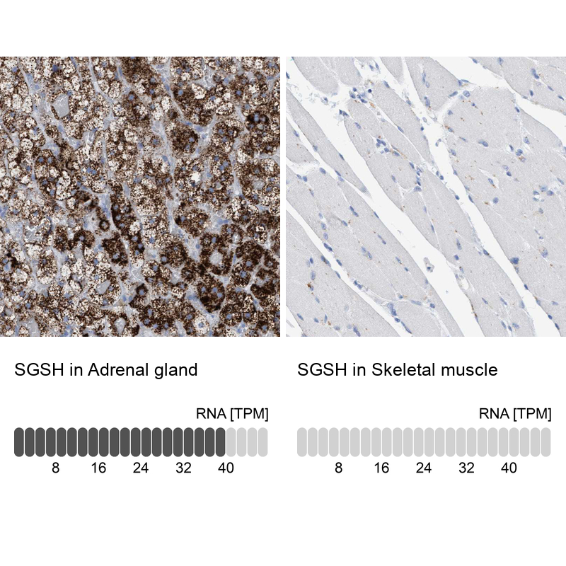 Anti-SGSH Antibody