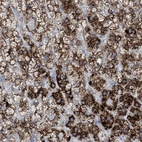 Immunohistochemical staining of human adrenal gland shows strong cytoplasmic granular positivity in glandular cells.