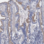 Immunohistochemical staining of human duodenum shows strong cytoplasmic granular positivity in glandular cells.