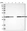 Anti-ZBTB37 Antibody