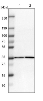 Lane 1: NIH-3T3 cell lysate (Mouse embryonic fibroblast cells)_br/_Lane 2: NBT-II cell lysate (Rat Wistar bladder tumour cells)