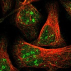 Immunofluorescent staining of human cell line U-2 OS shows localization to nucleus, nucleoli fibrillar center, cytosol & vesicles.