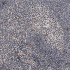 Immunohistochemical staining of human tonsil shows moderate nuclear positivity.