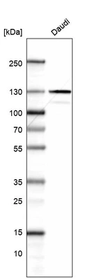 Western blot analysis in human cell line Daudi.