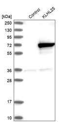 Western blot analysis in control (vector only transfected HEK293T lysate) and KLHL25 over-expression lysate (Co-expressed with a C-terminal myc-DDK tag (~3.1 kDa) in mammalian HEK293T cells, LY411647).