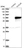 Anti-KLHL25 Antibody