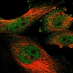 Immunofluorescent staining of human cell line U-251 MG shows localization to nucleoplasm & cytosol.
