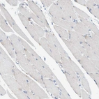 Immunohistochemical staining of human skeletal muscle shows very weak positivity in myocytes as expected.