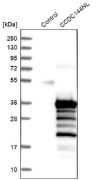 Western blot analysis in control (vector only transfected HEK293T lysate) and CCDC144NL over-expression lysate (Co-expressed with a C-terminal myc-DDK tag (~3.1 kDa) in mammalian HEK293T cells, LY424082).