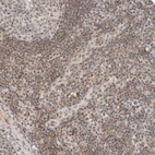 Immunohistochemical staining of human tonsil shows weak nuclear positivity in non-germinal center cells.