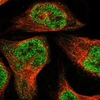 Immunofluorescent staining of human cell line U-2 OS shows localization to nucleoplasm.