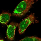 Immunofluorescent staining of human cell line U-251 MG shows localization to nucleus, nucleoli & mitochondria.