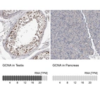 Anti-GCNA Antibody