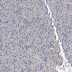 Immunohistochemical staining of human pancreas shows no positivity in exocrine glandular cells.