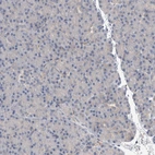 Immunohistochemical staining of human pancreas shows no positivity in exocrine glandular cells.