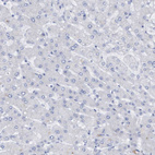Anti-STXBP1 Antibody
