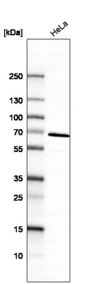 Western blot analysis in human cell line HeLa.