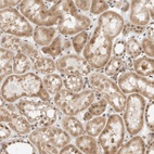 Anti-ZBTB2 Antibody