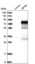 Western blot analysis in control (vector only transfected HEK293T lysate) and ZBTB2 over-expression lysate (Co-expressed with a C-terminal myc-DDK tag (~3.1 kDa) in mammalian HEK293T cells, LY412230).