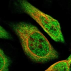 Immunofluorescent staining of human cell line U-2 OS shows localization to nucleoplasm & cytosol.