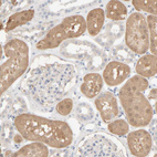Immunohistochemical staining of human kidney shows moderate cytoplasmic positivity in cells in tubules.