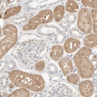 Immunohistochemical staining of human kidney shows moderate cytoplasmic positivity in cells in tubules.